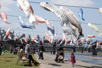 koinobori4.jpg