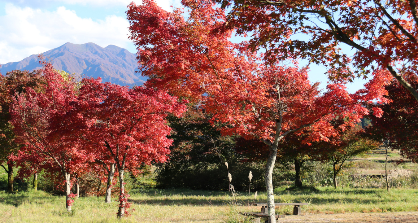 紅葉の美人の湯から粟ヶ岳の写真