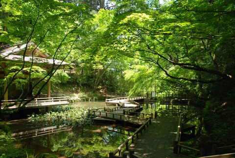 9.新緑の加茂山公園神池.JPG