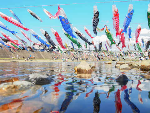 13加茂川を泳ぐ鯉のぼり.jpg