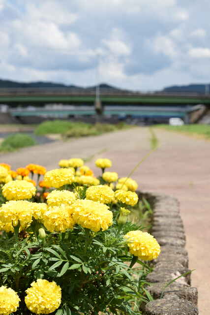 16加茂川河川敷.JPG