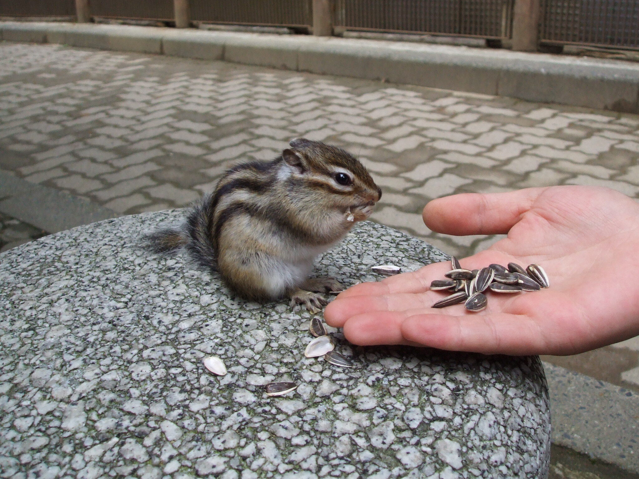 DSCF5785.JPG