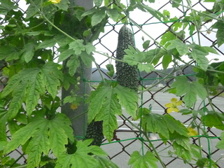 P1050254.JPG