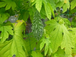 P1050252.JPG