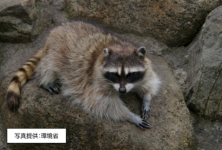 アライグマ1.png