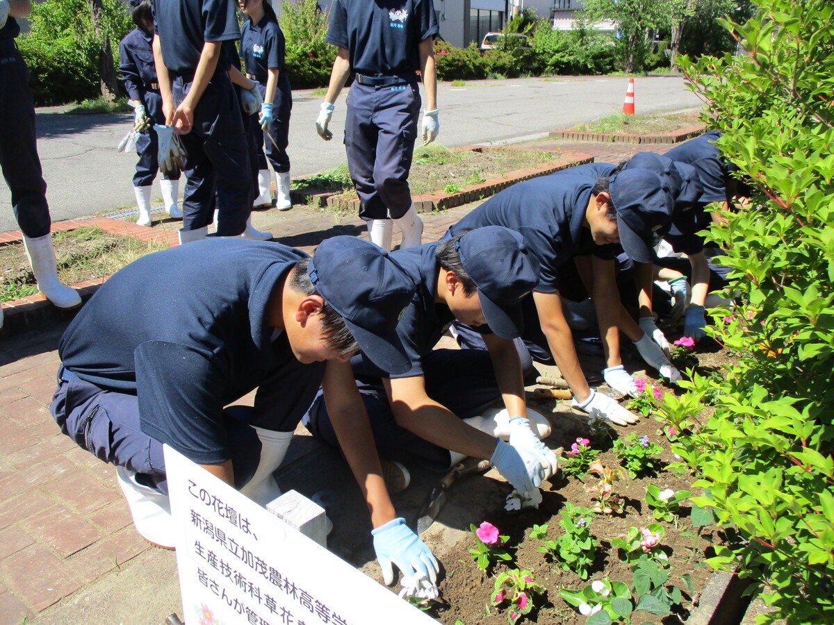 加茂農林花壇管理R8.6月③.JPG