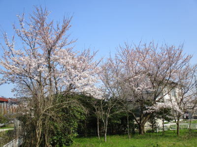 sakura(R2)2.jpg