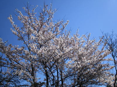 sakura2.jpg
