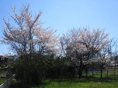 sakura.jpg