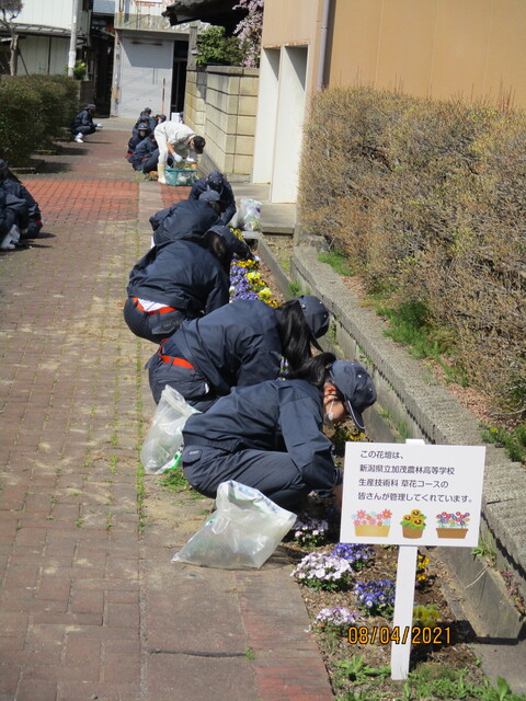 生徒たちが花を植えている画像