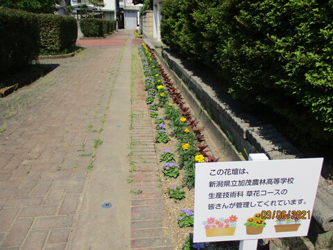 完成した花壇 道路に向かって