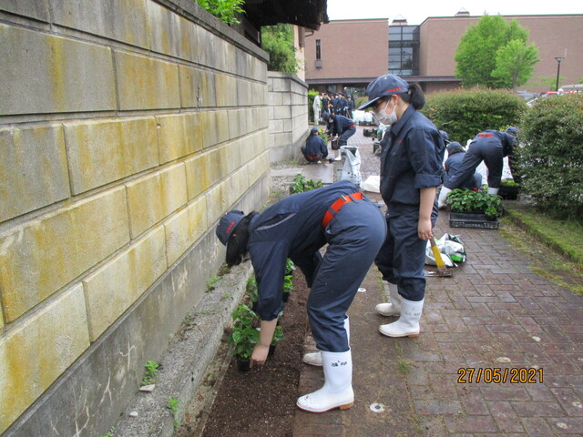 花の苗を並べている