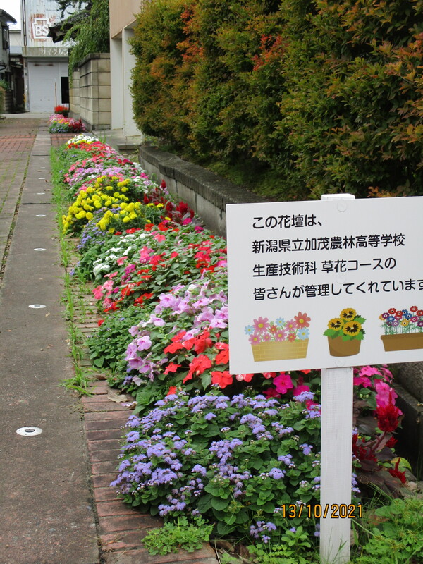 花壇(道路に向かって)